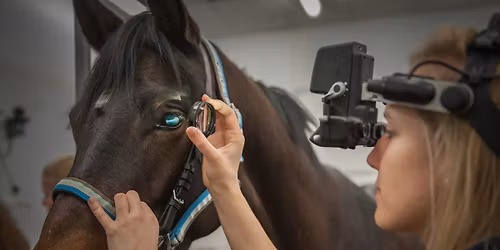 Keeping an eye on things: recent developments in equine ophthalmology