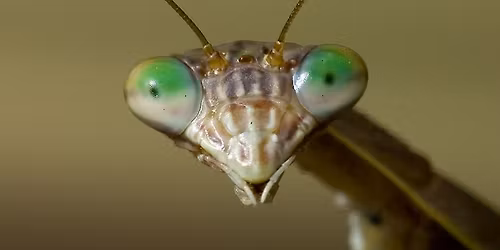 Summer Science Week: Spineless Wonders