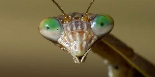 Summer Science Week: Spineless Wonders