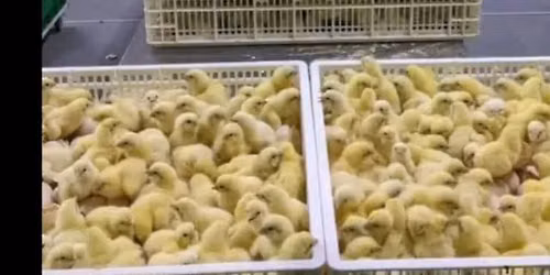 \u201cLearning Never Stops in Poultry Farming \ud83d\udcaf\u201d\n\u201cHealthy Birds Start With Good Management \ud83d\udc14