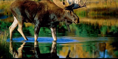 Local Boy Timmy @ Stephens City Moose Lodge