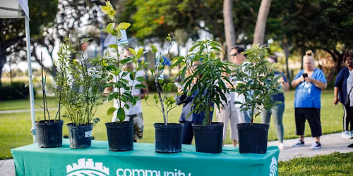 Sunrise Tree Giveaway