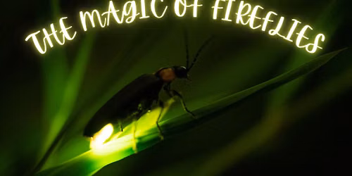 The Magic of Fireflies: Is their bright light fading?