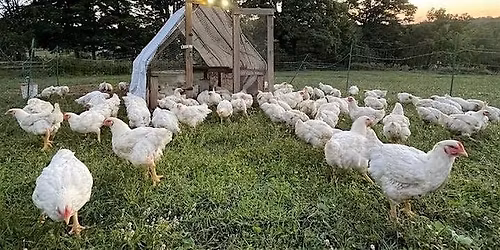 Poultry Processing Day