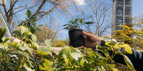 Fr\u00fchjahrs-Pflanzenrarit\u00e4tenmarkt