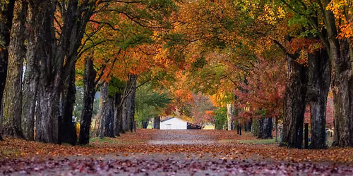 Buffalo Fall Color Tour