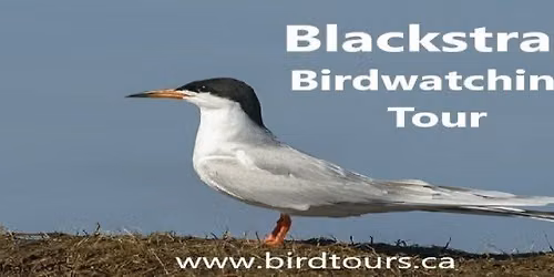Blackstrap Lake Birdwatching Tour
