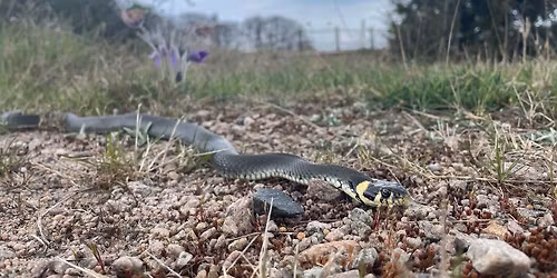 Snokvandring f\u00f6r barn!