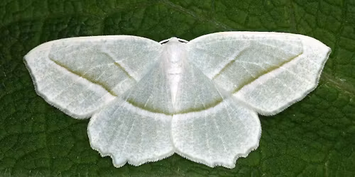 Nighttime Mothing