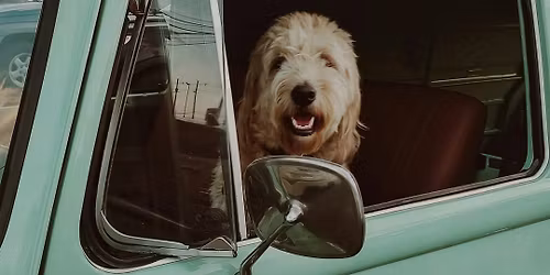 Driven by Love Adoption Meet and Greet\/Car Show