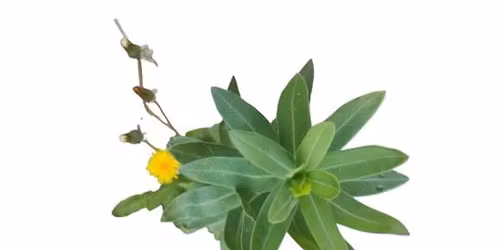 \u0540\u0561\u0574\u0561\u057f\u0565\u0572 \u057d\u0565\u0580\u0574\u0565\u0580\u056b \u0581\u0561\u0576\u0578\u0582\u0574 \/ Collective Seed Sowing 