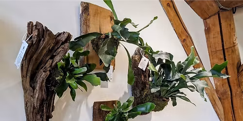 Living Art: Craft a Mounted Staghorn Fern