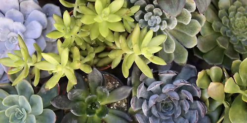 Savvy Succulents