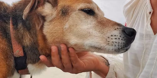 Animal Communication w\/Afton Hughes Dixon