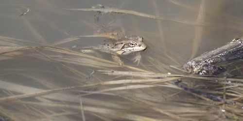 What's in your Water: Amphibians and Aquatic Species of the Weaselhead