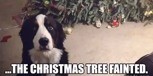 M. S. Charity Christmas Disco