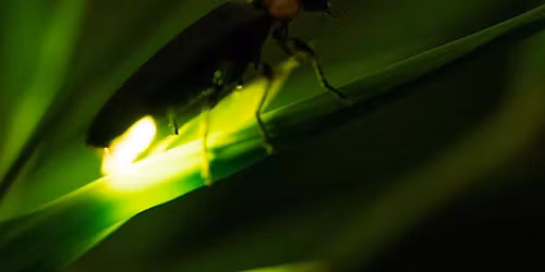 Nighttime Firefly Survey