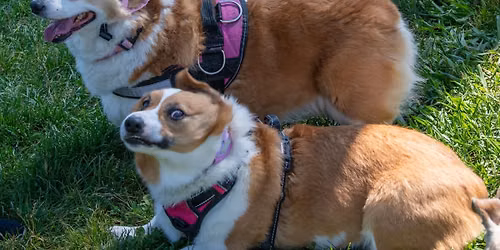 Phoenix Dog Park - Big Meet