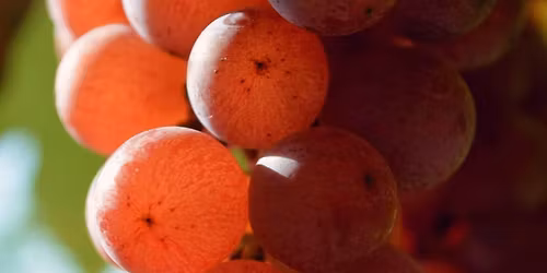 Pouli\u010dn\u00ed pun\u010d - 4. ro\u010dn\u00edk