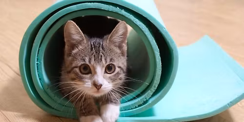  Sunday Funday Yoga with Cats