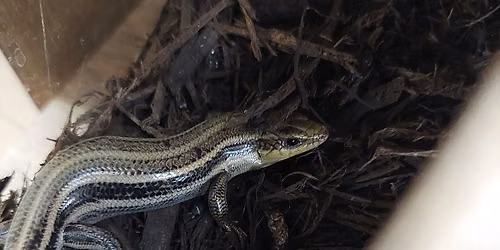 Face to Face: Lizards
