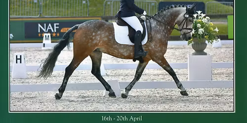 Test Riding in Boards & General Flat Work Mondays