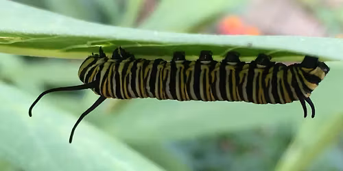 The Extraordinary Caterpillar - The Movie