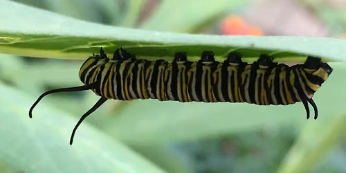 The Extraordinary Caterpillar - The Movie