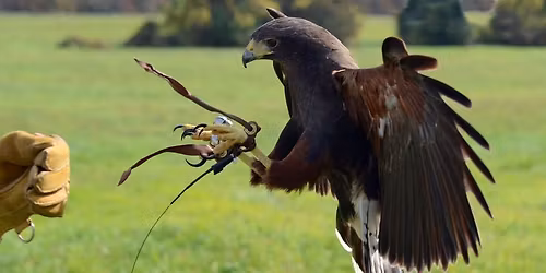 2 Day Bird of Prey Training & Management Course