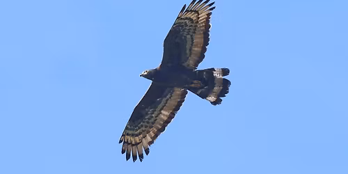 Migratory Raptors ID Workshop (Part 1)