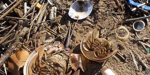Oakwood Beach Cleanup