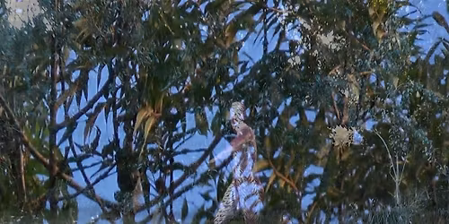 Tiger Helix (Oblivion)