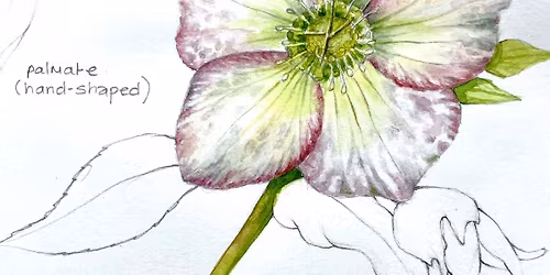 Learn Botany Through Art: Creating an Annotated Botanical Sketchbook 