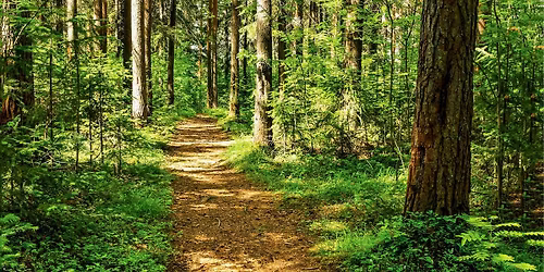 Forest Therapy Walk