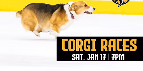 Corgi Races