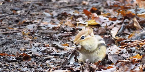 Year\u2019s End Hike at the Sterling Nature Center, Wednesday December 31 at 1pm
