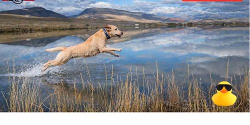 Rubber Duck Retrieve
