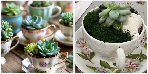 Teacup Succulent Class at Guilford Garden Center\ud83e\udeb4