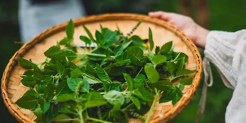 Herbal Tea Blending Workshop with Eclipta Herbal