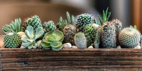 Succulents and Cacti