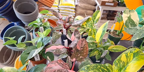 5TH Annual ICT Plant Hop