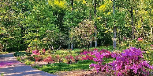 Tyler Arboretum Champion Trees & Gardens Tour