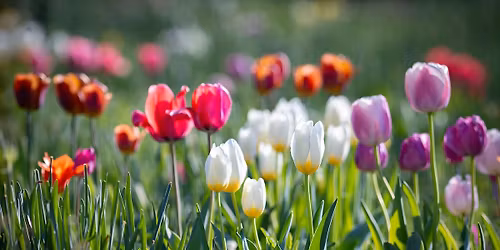 Chatham Photographer Meet and Greet (A Celebration of Spring)