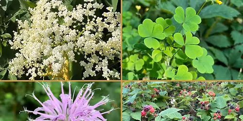 Grow and Gather: Summer Foraging