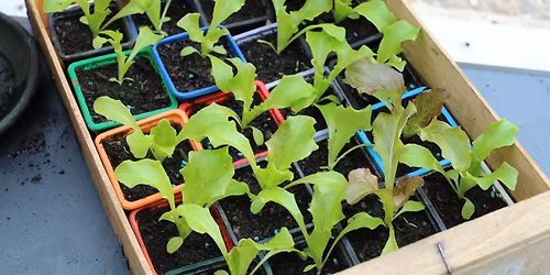 Atelier pratique avec Jardins pour tous | D\u00e9marrage de semis : Du cabaret au jardin ! 