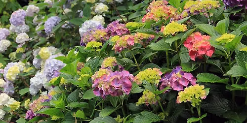 Demystifying Hydrangeas with Reed Pugh