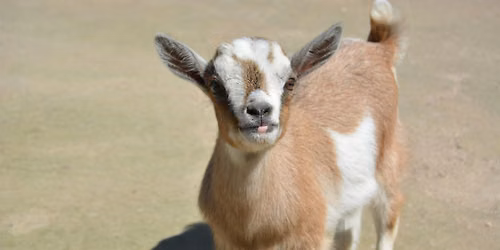 Goat Night at The Hotel Zags