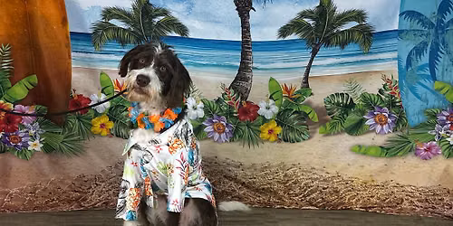 Luau Party \ud83c\udfdd\ufe0f\ud83c\udf3a