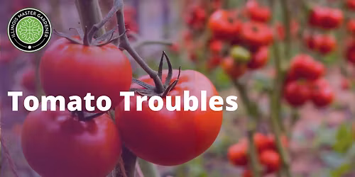 Tomato Troubles - Oglesby