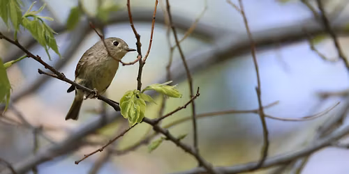 Birding Wellness Walk